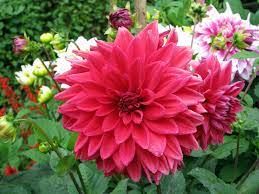 Sim S Park Is In Coonoor The Nilgiris Tamil Nadu It Is An Important Tourist Place To Visit In Coonoor Pretty Flowers Beautiful Flowers Flowers