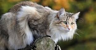 pin by nikolaj aleksandrovich on koty 2 norwegian forest cat cat facts cat site