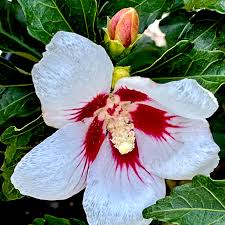 Image result for Hibiscus kirkii