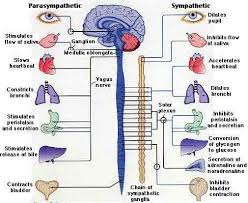 Schema Explaining How Parasympathetic And Sympathetic Nervous Systems Inhibit Peripheral Nervous System Autonomic Nervous System Parasympathetic Nervous System
