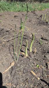 Image result for Asparagus petersianus