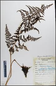 Image result for Athyrium schimperi