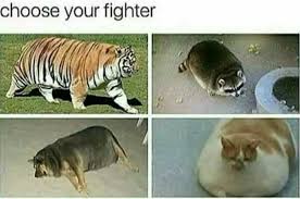 Fighter fighting style height weight; Dopl3r Com Memes Choose Your Fighter