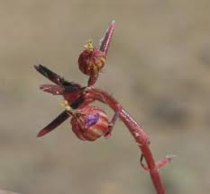 Image result for Hionanthera