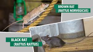 Wooden strip knocked down between floorboards. Pest Advice For Controlling Rats