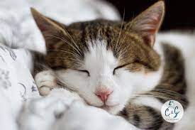 But dilute calicos are even rarer, sporting faded colors that make the cat appear pastel. Cracking The Dilute Calico Code Cat And Craft Co Blog