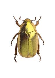 Maybe you would like to learn more about one of these? Golden Tortoise Beetle Digital Art By Carlos V