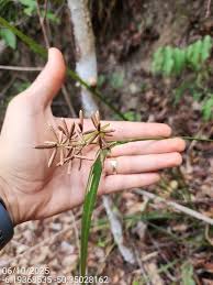 Image result for Hypolytrum heteromorphum