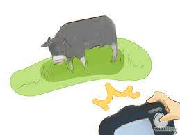 How To Identify Black Angus Cattle 3 Steps With Pictures