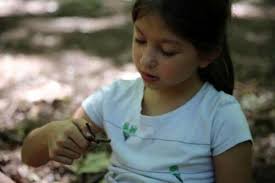Two Coyotes Offering A Summer Outdoors