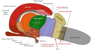 The brainstem, a posterior structure of the brain, comprises the medulla oblongata, the these nuclei each have a specific role: The Mouse Brainstem Truncus Encephali Springerlink
