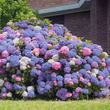 Hydrangea 3n1 1pc U S D A Hardiness Zones 6 9 National Plant Network 2 5qt Hydrangea Landscaping Hydrangea Garden Hydrangea Shrub