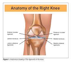 The tendon graft is passed through bone tunnels and fixed to the thighbone and lower leg bone (fibula) using screws or posts or with stitches tied around a post. The Effect Of Prolonged Knee Extension Immobilization On Knee Active Range Of Motion A Case Study On Arthrofibrosis