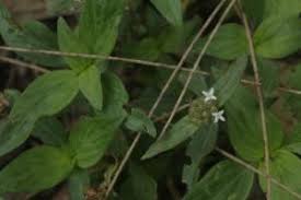 Image result for Spermacoce congensis