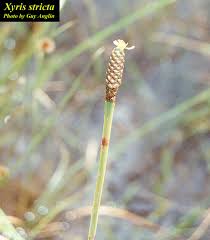 Image result for Xyris straminea