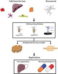Animals and liver tissue collection. Current Advances On 3d Bioprinted Liver Tissue Models Ma 2020 Advanced Healthcare Materials Wiley Online Library