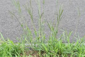 Image result for Digitaria eylesii