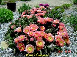 Rose cactus is regarded as a primitive cactus that gives some idea of what the ancestors of succulent leafless cacti might look like. Cold Hardy Cactus Opuntia Polyacantha Anna S Perennials Nursery Gardens