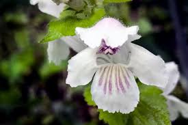 We did not find results for: Find These Rare And Beautiful Wildflowers At Wv State Parks And Forests West Virginia State Parks