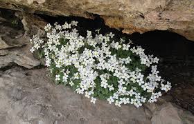 Image result for Arabis