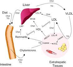 Lipoproteomics Using Mass Spectrometry Based Proteomics To Explore The Assembly Structure And Function Of Lipoproteins Journal Of Lipid Research