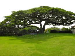 In Indonesia Called Suar Trees With The Botanical Name Saman Samanea And In Some Countries They Call It Monkey Ancient Hawaii Trees To Plant Beautiful Tree