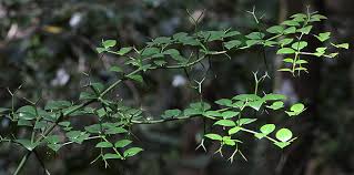 Image result for Carissa bispinosa