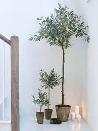 Extra Large Faux Olive Tree Faux Olive Tree Indoor Plants Plants