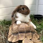 Two-by-Two Animal Haven