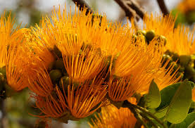 Image result for Cordyla