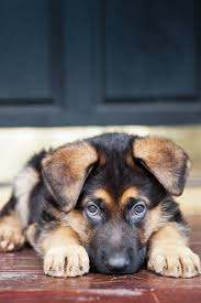 A national breed club (parent club) is a national organization that is dedicated to the preservation, protection and advancement of a dog breed. 28 Of The Most Adorable German Shepherd Pups You Ll Ever See