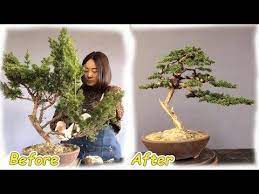 Love Bonsai Youtube Bonsai Tree Bonsai Tree Care Bonsai