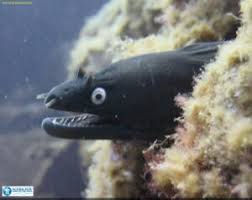 The men are from burghead in moray. Moray Eels Scubasur Scuba Diving Gran Canaria