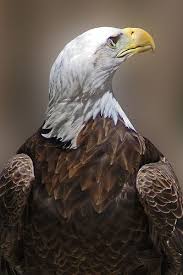 Michigan Birds Of Prey Pictures Bald Eagle From Muskegon Michigan Bald Eagle Eagle Muskegon Michigan