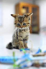 非常可愛的小貓2 photo photo sharing cute