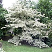 14217 Etagenhartriegel Cornus Controversa Bdb 1 Jpg 800 800 Pixel Garten Pflanzen Garten Bepflanzen Baume Pflanzen