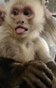 Louie Ray Day Bullock-05