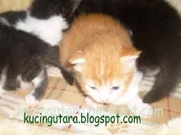 Maybe you would like to learn more about one of these? Nama Kucing Putih Betina 81021 Nama Untuk Kucing Comel Lucu Dan Unik