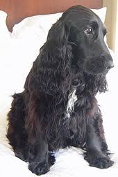 Cocker spaniel puppies are medium dogs with long feathery coats in colors ranging anywhere from cream, brown, tan, black to white. English Cocker Spaniel Wikipedia