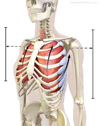 The Daily Bandha A Cool Tip For Deeper Breathing In Yoga Yoga Anatomy Yoga Body Yoga Breathing