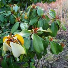 Image result for Englerophytum