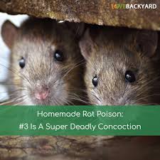 homemade rat poison 3 is a super