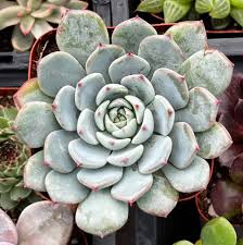 Image result for Humularia minima