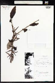 Image result for Agelanthus sansibarensis