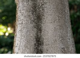 Image result for Rauvolfia afra