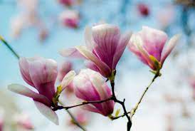 Magnolia Japan Photography By Shinichiro Magnolia Planting Flowers Flowers