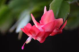 Check the wiki and use the search before asking about care. How To Care For A Holiday Cactus A Natural Curiosity
