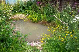 How to Make a Wildlife Pond | BBC Gardeners World Magazine