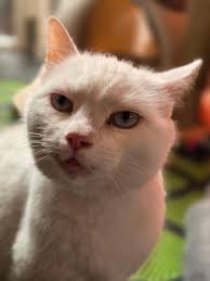 Stoomreiniger voor de kattenruimtes bij Stichting Dierenasiel Almere