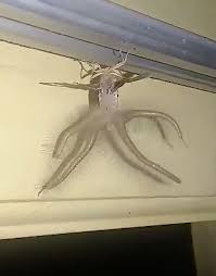 Today, we will be looking at a few stories that are prominent russian politician kirsan ilyumzhinov claims that he was abducted by aliens in the 90s. Man Horrified After Spotting Bizarre Creature That Looks Like Alien On His Ceiling Mirror Online